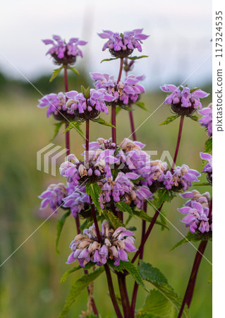 Phlomis Phlomoides tuberosa wildflowers on clear green background. Dark red stems with architectural whorls of lilac-pink flowers and wrinkled hairy leaves 117324535