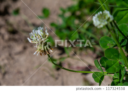 White clover flowers among the grass. Trifolium repens 117324538