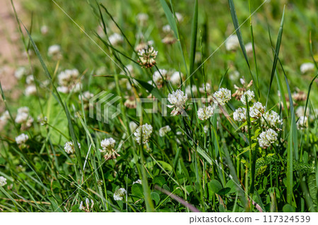 White clover flowers among the grass. Trifolium repens 117324539