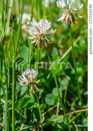 White clover flowers among the grass. Trifolium repens 117324540