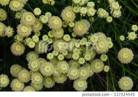 Santolina rosmarinifolia Primrose Gem plant in flower in summer 117324543