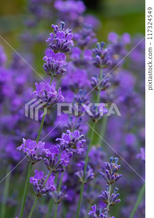 Lavandula angustifolia bunch of flowers in bloom, purple scented flowering bouquet of smelling beautiful plants 117324549