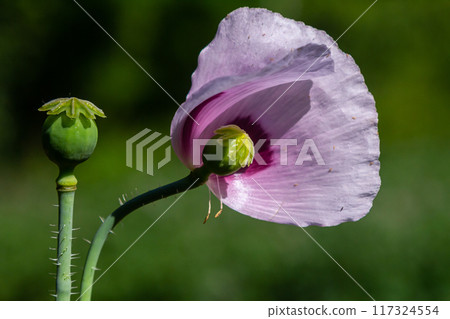 Beautiful violet poppies on a rural kitchen garden. Papaver somniferum, Opium poppy 117324554