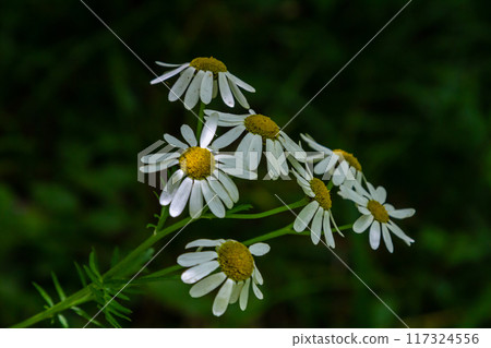 In the spring in the wild in the woods blooms tansy shields Tanacetum corymbosum 117324556