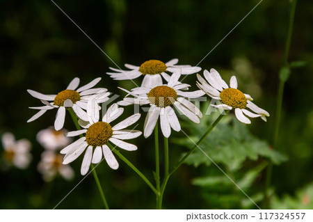 In the spring in the wild in the woods blooms tansy shields Tanacetum corymbosum 117324557