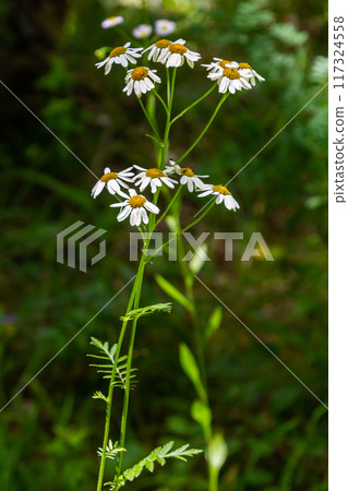 In the spring in the wild in the woods blooms tansy shields Tanacetum corymbosum In the spring in the wild in the woods blooms tansy shields Tanacetum corymbosum 117324558