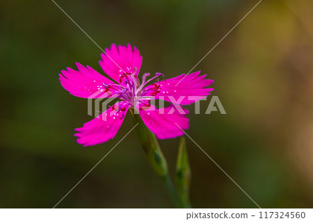 Dianthus carthusianorum, commonly known as Carthusian pink, is a species of the Caryophyllacea family - a wild flower of Europe Dianthus carthusianorum, commonly known as Carthusian pink, is a species of the Caryophyllacea family - a wild flower of Europe 117324560