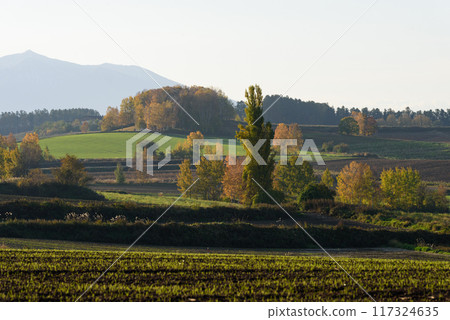Autumn leaves in Biei on a clear autumn day Autumn leaves in Biei on a clear autumn day 117324635