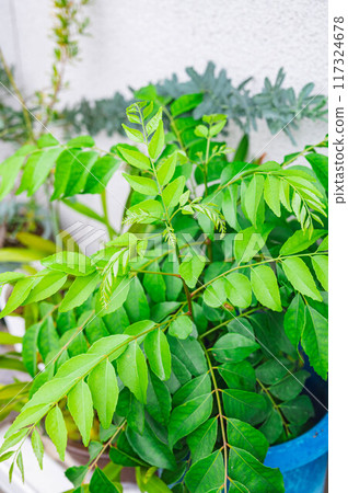 Curry leaf Curry leaf 117324678