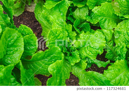 Chimasanchu from the home garden 117324681