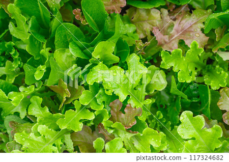 Leaf lettuce cultivation Leaf lettuce cultivation 117324682