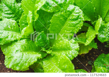 Chimasanchu from the home garden 117324683