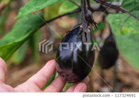 Home garden: Senryo eggplant 117324691