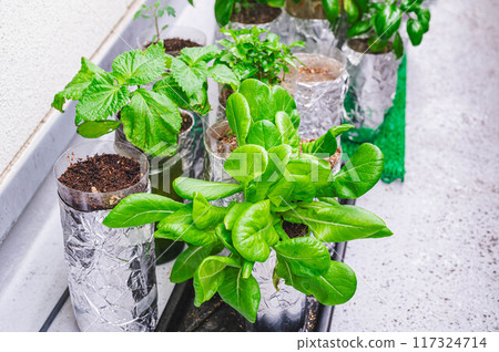 Hydroponic vegetable cultivation on the balcony Hydroponic vegetable cultivation on the balcony 117324714