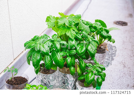 Hydroponic vegetable cultivation on the balcony Hydroponic vegetable cultivation on the balcony 117324715