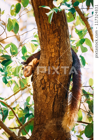 Goa, India. Indian Giant Squirrel, Or Malabar Giant Squirrel, Ratufa Indica Resting On Tree. It Is A Large Tree Squirrel Species In The Genus Ratufa Native To Forests And Woodlands In India Goa, India. Indian Giant Squirrel, Or Malabar Giant Squirrel, Ratufa Indica Resting On Tree. It Is A Large Tree Squirrel Species In The Genus Ratufa Native To Forests And Woodlands In India 117324831