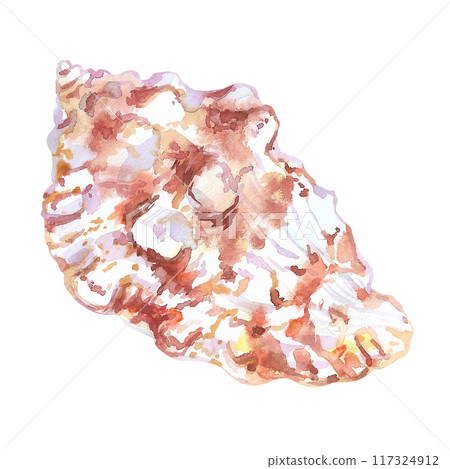 Shell isolate of underwater world in watercolor. Murex Endivia sea shell with volumetric, ribbed, horned form. Beautiful sea snail`s house can be used as a sticker, a printed postcard, poster for a 117324912
