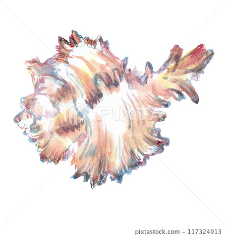 Shell isolate of underwater world in watercolor. Murex Endivia sea shell with volumetric, ribbed, horned form. Beautiful sea snail`s house can be used as a sticker, a printed postcard, poster for a 117324913