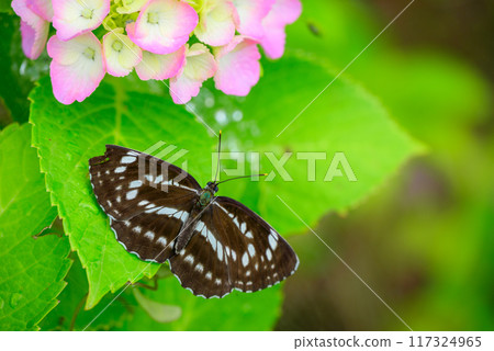 Hydrangea and starry skylark [Nagano Prefecture] 117324965