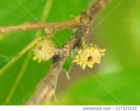 Close-up of yellow oak fruit (acorns during the rainy season) Close-up of yellow oak fruit (acorns during the rainy season) 117325218