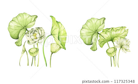 Set of lotus flowers. Chinese water lily. Vintage style. Watercolor illustration. Design for the design of invitations, fabrics and other items. 117325348