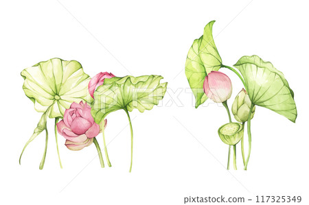 Set of lotus flowers. Chinese water lily. Vintage style. Watercolor illustration. Design for the design of invitations, fabrics and other items. 117325349
