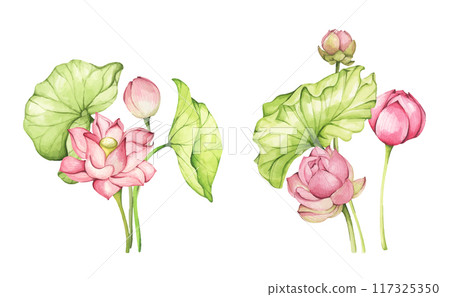 Set of lotus flowers. Chinese water lily. Vintage style. Watercolor illustration. Design for the design of invitations, fabrics and other items. 117325350