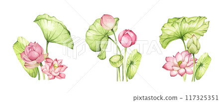 Set of lotus flowers. Chinese water lily. Vintage style. Watercolor illustration. Design for the design of invitations, fabrics and other items. 117325351