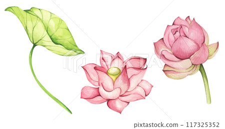 Set of lotus flowers. Chinese water lily. Vintage style. Watercolor illustration. Design for the design of invitations, fabrics and other items. 117325352