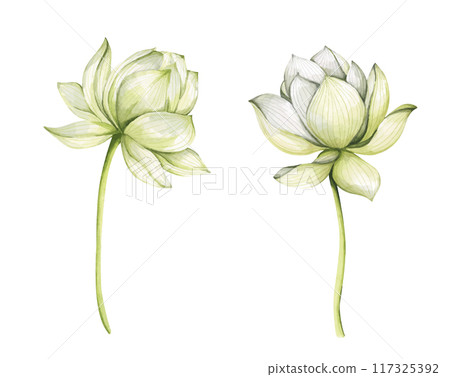Set of lotus flowers. Chinese water lily. Vintage style. Watercolor illustration. Design for the design of invitations, fabrics and other items. 117325392
