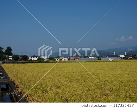 Summer harvest! (Blue sky, Shikoku mountain range, and morning rural scenery of the Konaga Plain) 117325437