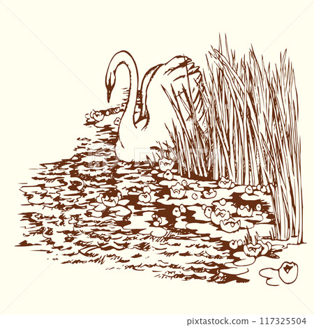 Vector drawing. Two swans in the park lake. Vector drawing. Two swans in the park lake. 117325504
