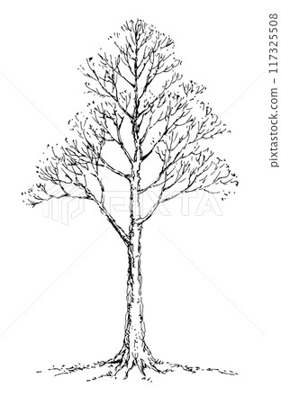 Vector drawing. Big bare tree Vector drawing. Big bare tree 117325508