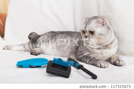 Gray tabby cat lying next to different brushes and combs for pet grooming 117325673