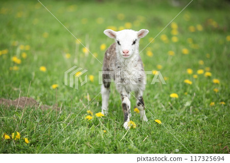 Little lamb with dandelions in spring Little lamb with dandelions in spring 117325694