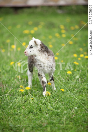 Little lamb with dandelions in spring Little lamb with dandelions in spring 117325695