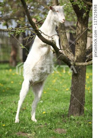 Funny goat with a tree in spring 117325698