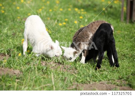 Little lambs and goatling with dandelions in spring Little lambs and goatling with dandelions in spring 117325701