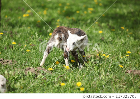 Little lamb with dandelions in spring 117325705