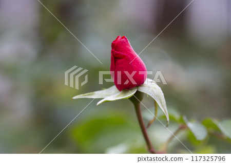 A red rose bud on a branch in the garden in spring. A red rose bud on a branch in the garden in spring. 117325796