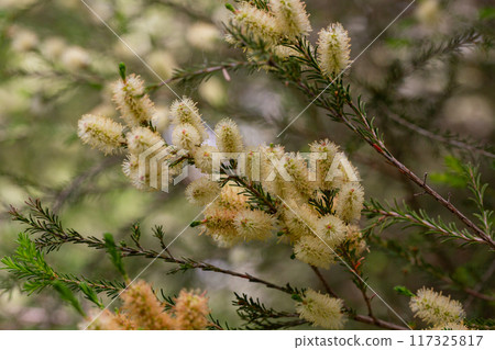 Melaleuca ericifolia. Myrtaceae Australia Melaleuca or the Australian Tea Tree is one of the most valuable Australian shrubs and trees of the Myrtle family. 117325817