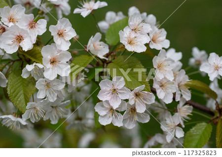 Prunus cerasus flowering tree flower, beautiful white petals tart dwarf cherry flowers in bloom. Garden fruit tree with blossom flowers 117325823