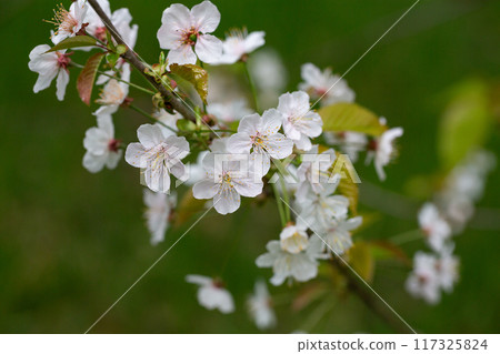 Prunus cerasus flowering tree flower, beautiful white petals tart dwarf cherry flowers in bloom. Garden fruit tree with blossom flowers Prunus cerasus flowering tree flower, beautiful white petals tart dwarf cherry flowers in bloom. Garden fruit tree with blossom flowers 117325824