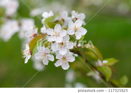 Prunus cerasus flowering tree flower, beautiful white petals tart dwarf cherry flowers in bloom. Garden fruit tree with blossom flowers 117325825