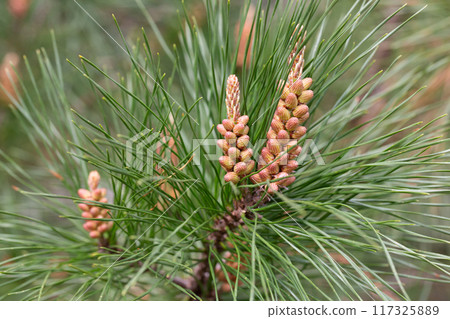 Pinus radiata, the Monterey pine or insignis pine in bloom. Close-up of bud pollination pinecone on pinus branches. Sunny day in spring Arboretum Park Southern Cultures in Sirius (Adler) Sochi. 117325889