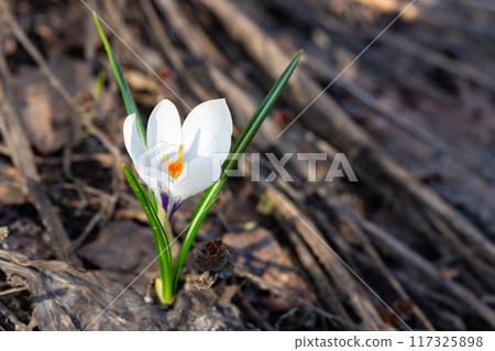 Spring white flowers Crocus Jeanne d'Arc macro. Beautiful petals and stamens close-up. 117325898