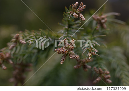 Green branches of thuja. Evergreen Chinese cypress, coniferous thuja. An ornamental plant in the garden. The texture of the leaves. Close-up with space to copy. Green branches of thuja. Evergreen Chinese cypress, coniferous thuja. An ornamental plant in the garden. The texture of the leaves. Close-up with space to copy. 117325909