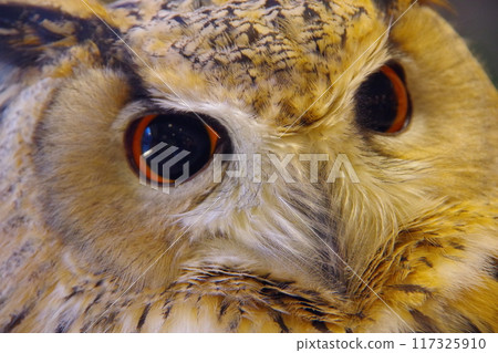 A great horned owl staring at you with its big eyes A great horned owl staring at you with its big eyes 117325910