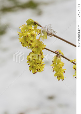 Spring background with Corylopsis spicata ( hazel glabrescens ) yellow catkins on branch without leaves on blurred bokeh background. Spring background with Corylopsis spicata ( hazel glabrescens ) yellow catkins on branch without leaves on blurred bokeh background. 117325945