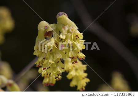 Spring background with Corylopsis spicata ( hazel glabrescens ) yellow catkins on branch without leaves on blurred bokeh background. 117325963